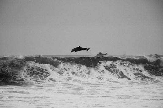 An annual dolphin slaughter in the Bay of Biscay